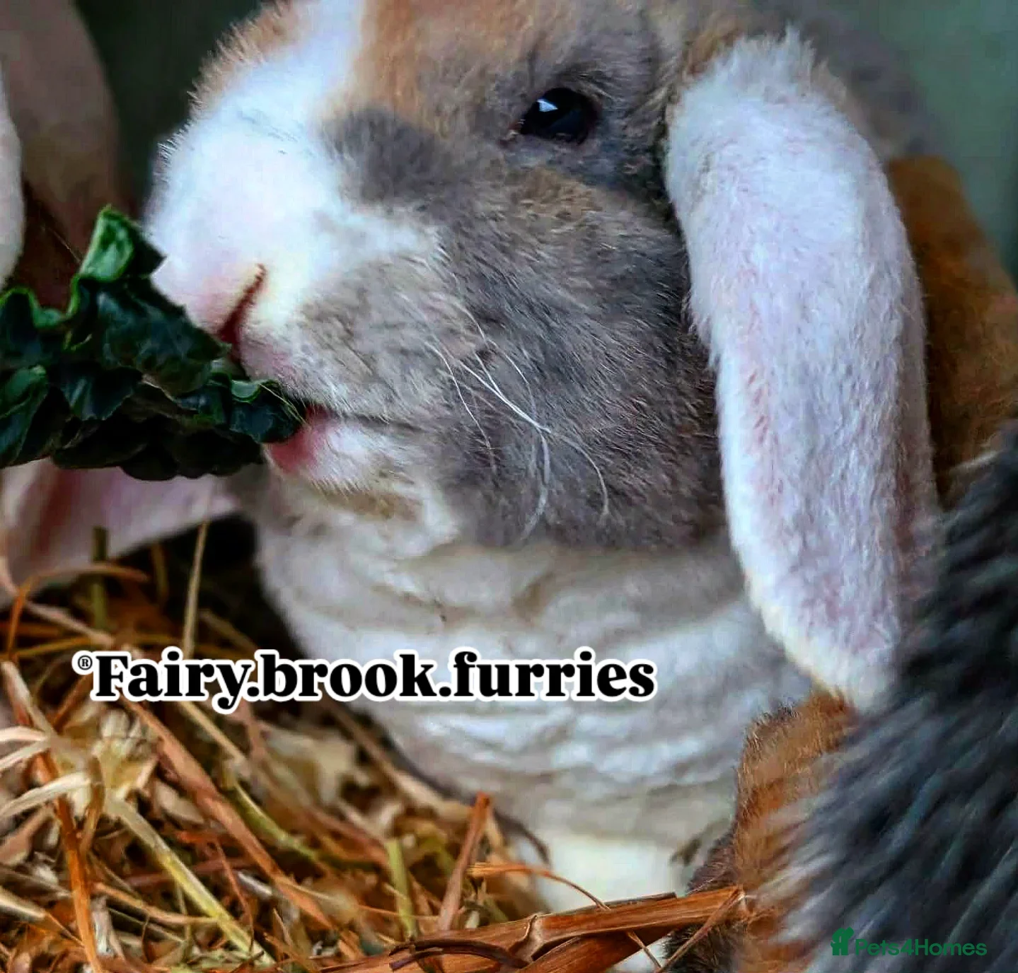 Mini Lop rabbits Pure breed plush mini lops babies  - Advert 5