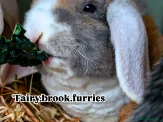 Mini Lop rabbits Pure breed plush mini lops babies - Advert 17