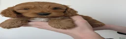 Cockapoo dogs for sale: Stunning f1 fox red cockapoos  - Advert 15
