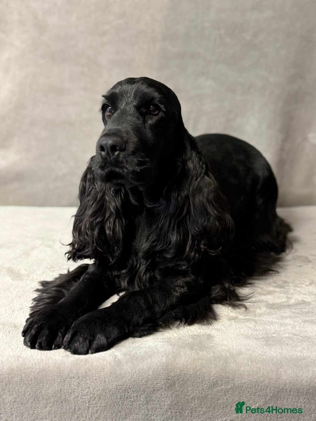 Cocker Spaniel dogs for sale: FABULOUS FELINA - Advert 2