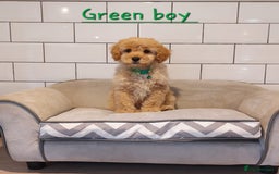 Cavachon dogs for sale: Cavapoochon’s boy and girl - Advert 3