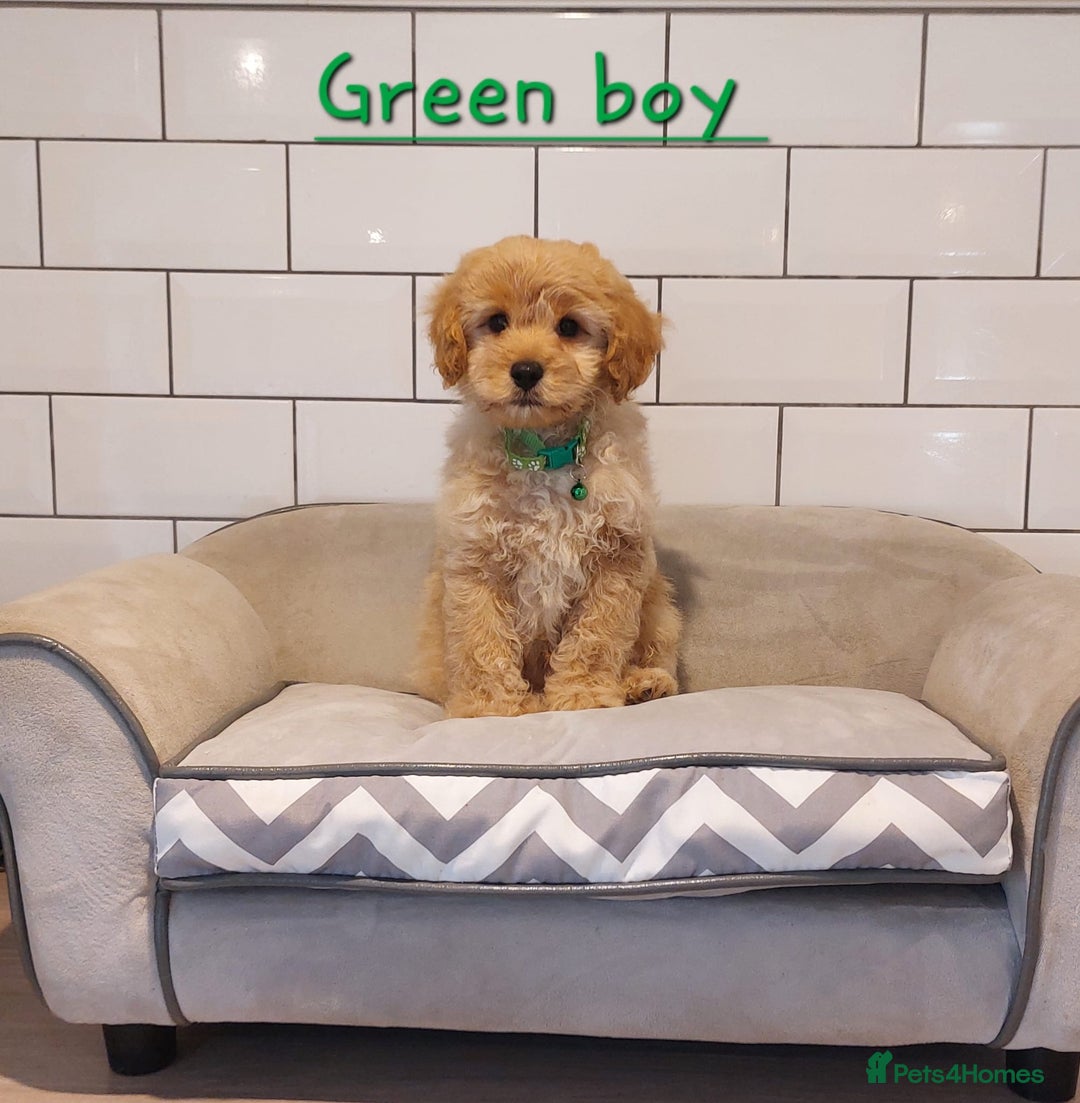 Cavachon dogs for sale: Cavapoochon’s boy and girl - Advert 3