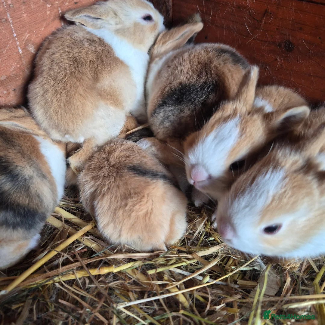 Dutch rabbits for sale: Dutch rabbits - Advert 6