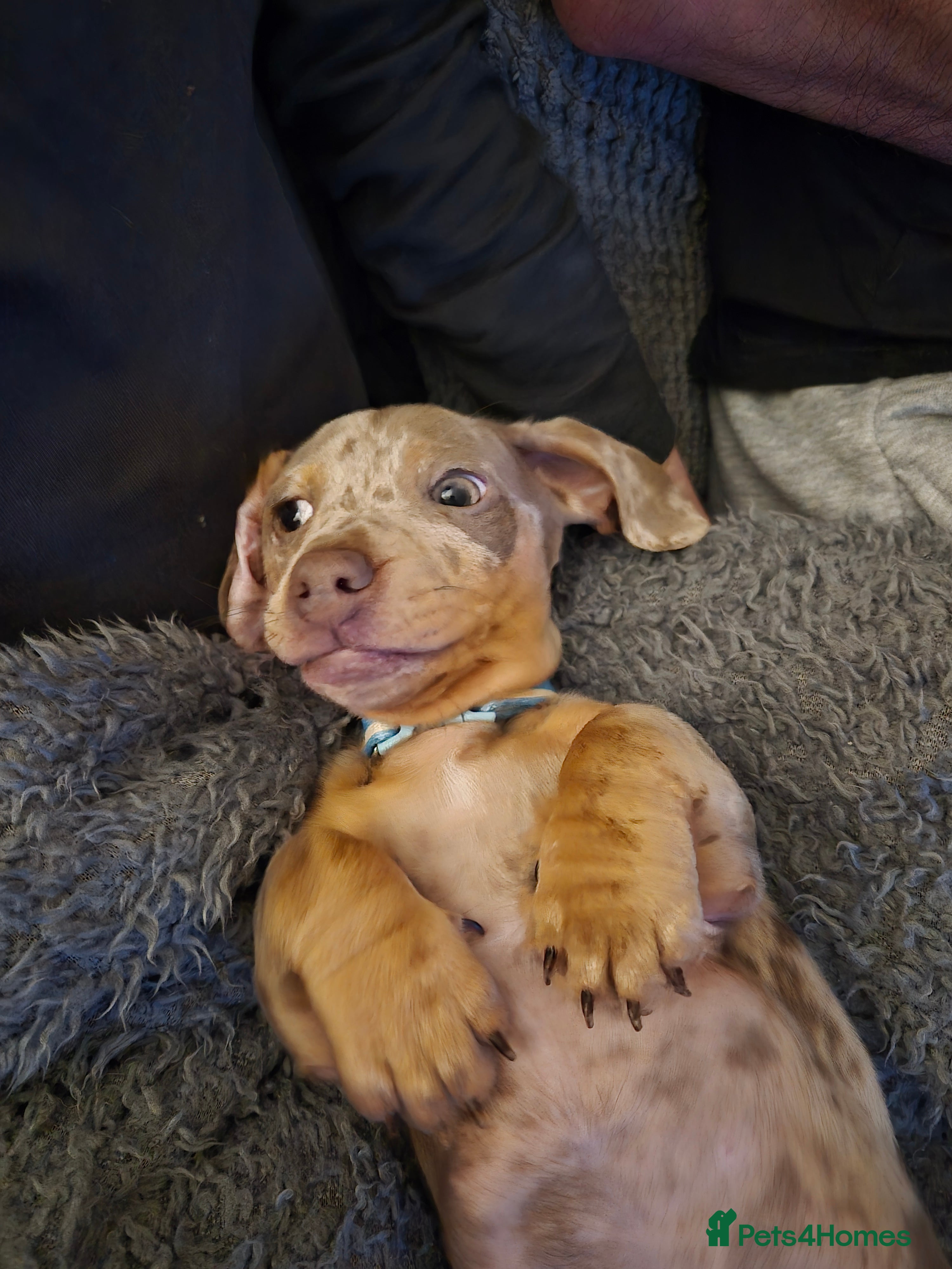 Miniature Dachshund dogs Dapple miniature dachshund  - Advert 5