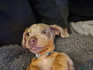 Miniature Dachshund dogs Dapple miniature dachshund - Advert 5