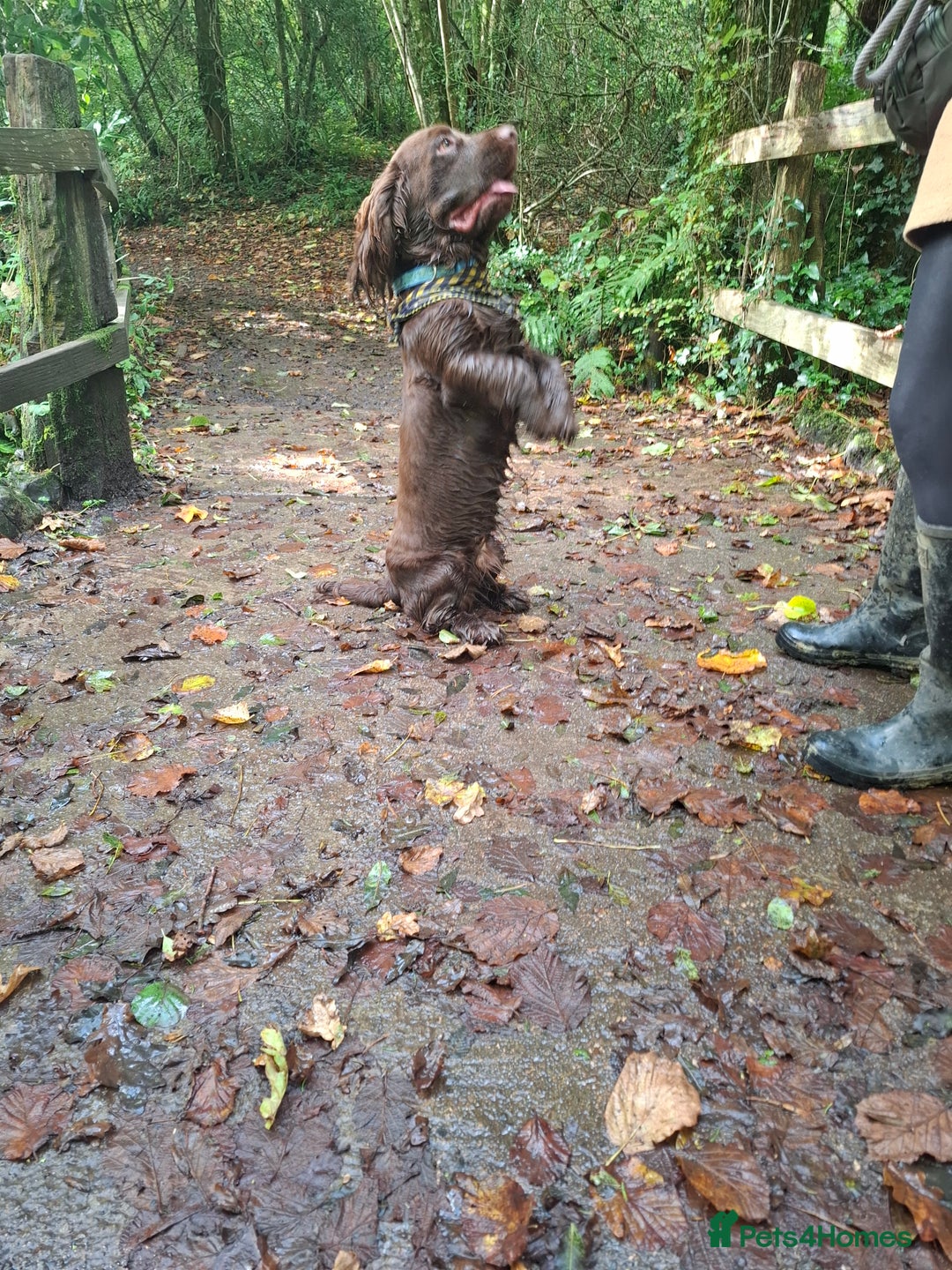 Sussex Spaniel dogs for sale: Sussex Spaniel Boy - Advert 4