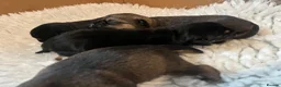 Border Terrier dogs for sale: Border Terrier Male Puppies  - Advert 4