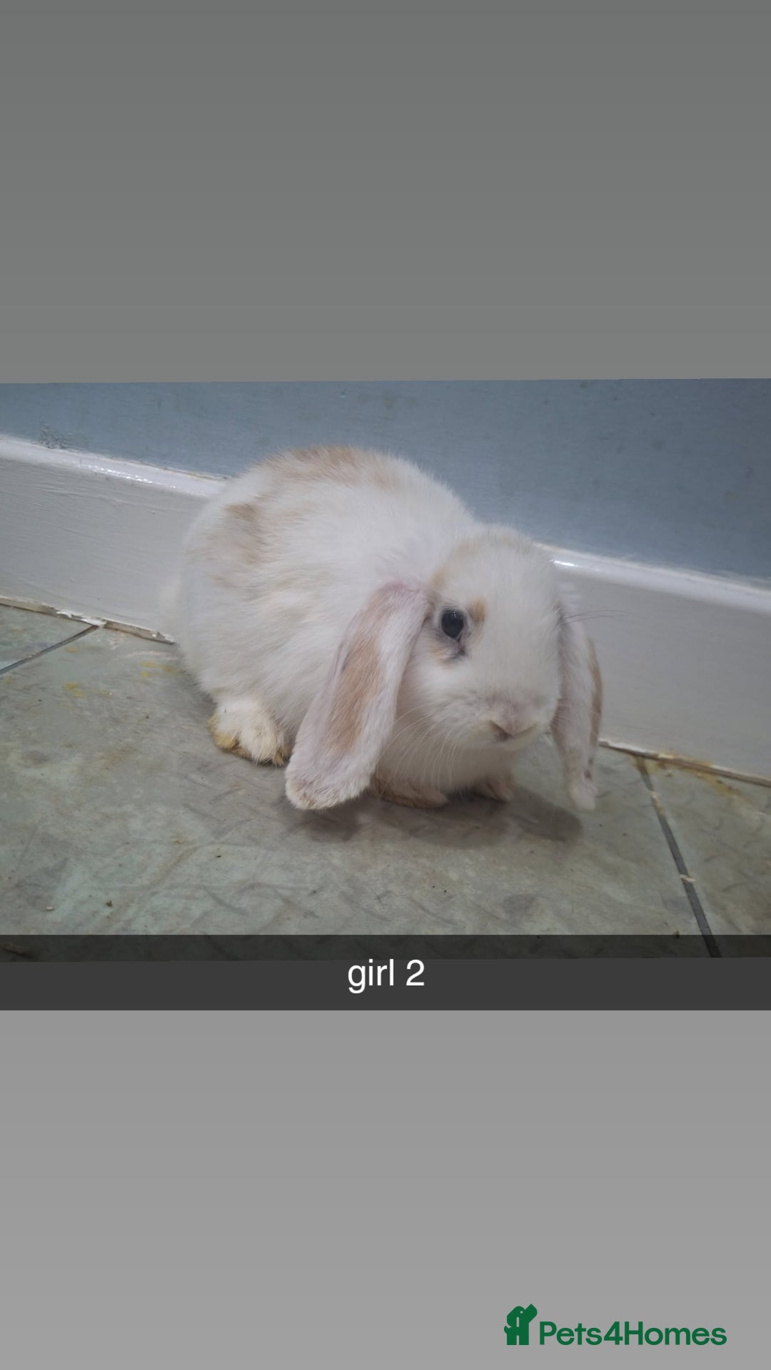 Mini Lop rabbits for sale: 5 beautiful mini lops, 3 boys, 2 girls - Advert 10