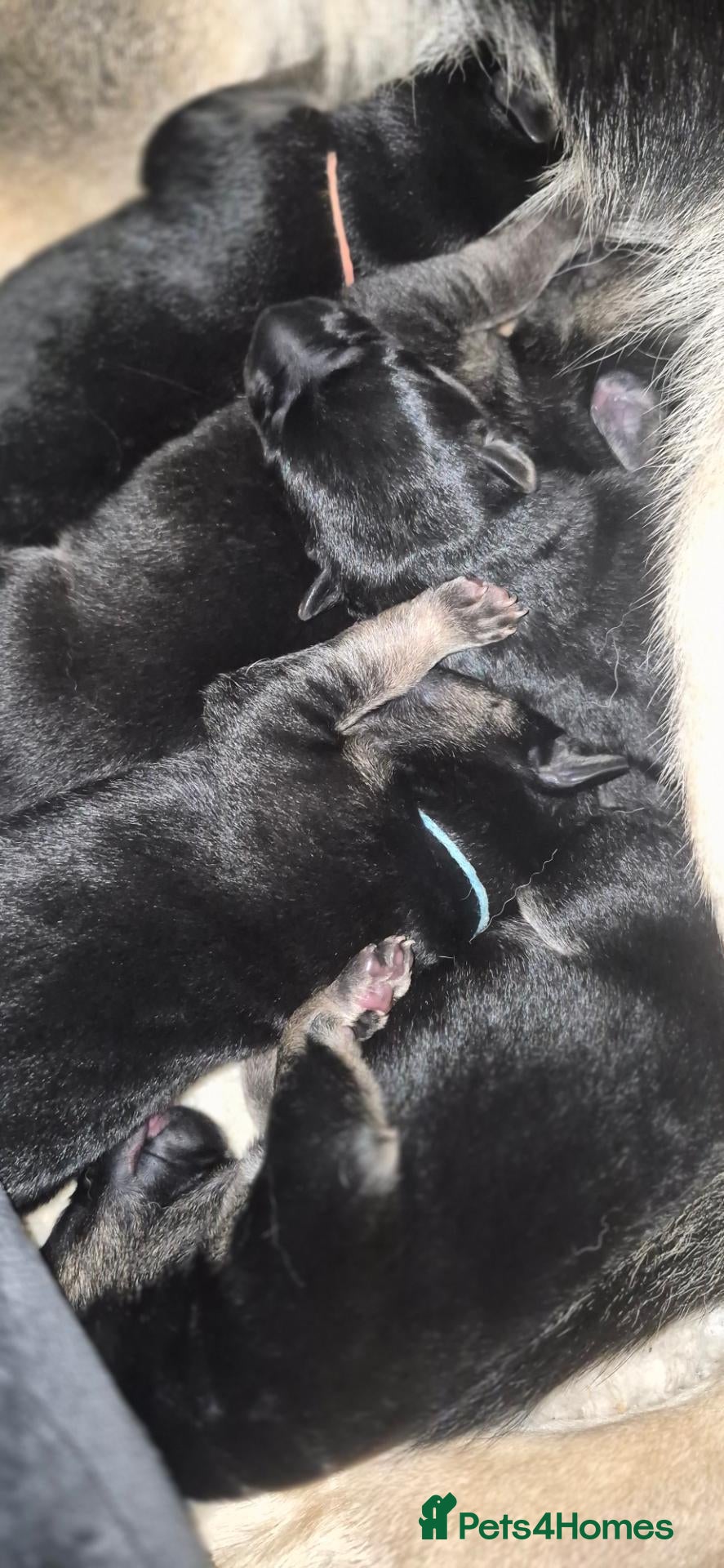 German Shepherd dogs for sale: East European Shepherd  - Advert 11