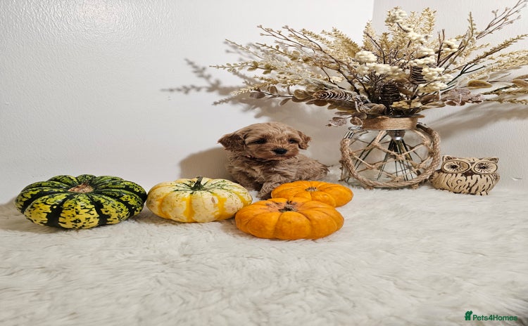 Cavapoo dogs - Advert 9