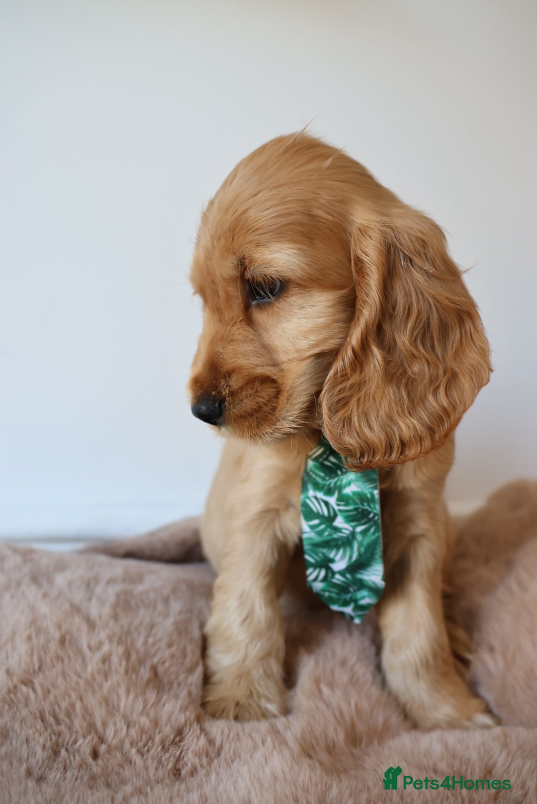 Cocker Spaniel dogs for sale: Stunning SHOW cockers READY TO LEAVE  - Image 27