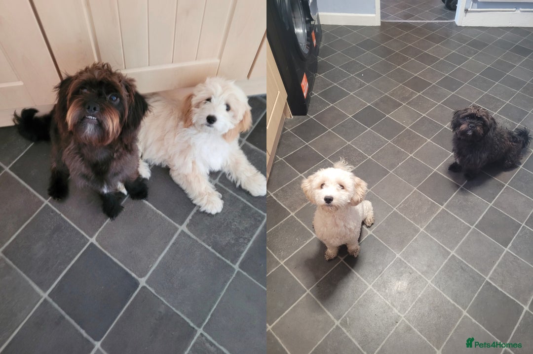 Mixed Breed dogs for sale: Cockapoo x shihpoo - Advert 9