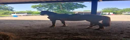 Irish Sports horses for sale: Super talented sport horse in Hereford - Advert 2