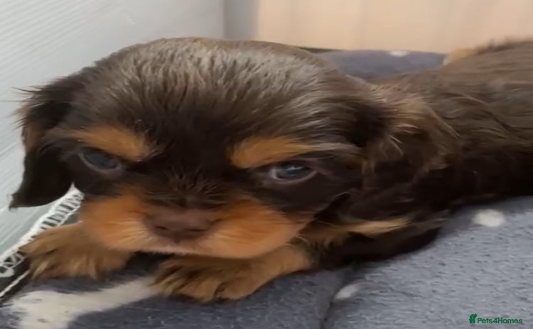 Cavalier King Charles Spaniel dogs - Advert 2