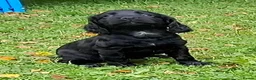 Cocker Spaniel dogs for sale: Cocker Spaniel puppies working line - Advert 13