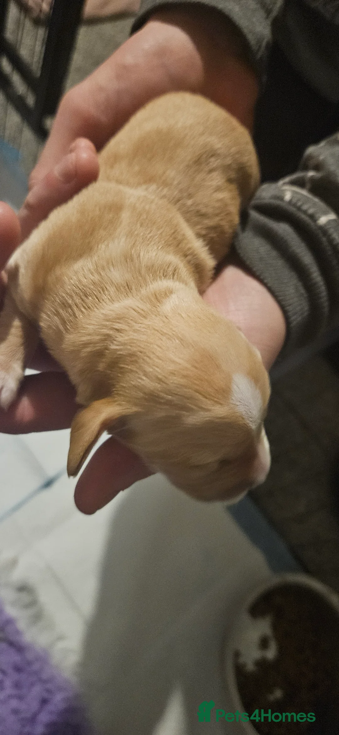 Mixed Breed dogs for sale: Daschund x Cocker Spaniel x Beagle - Advert 5