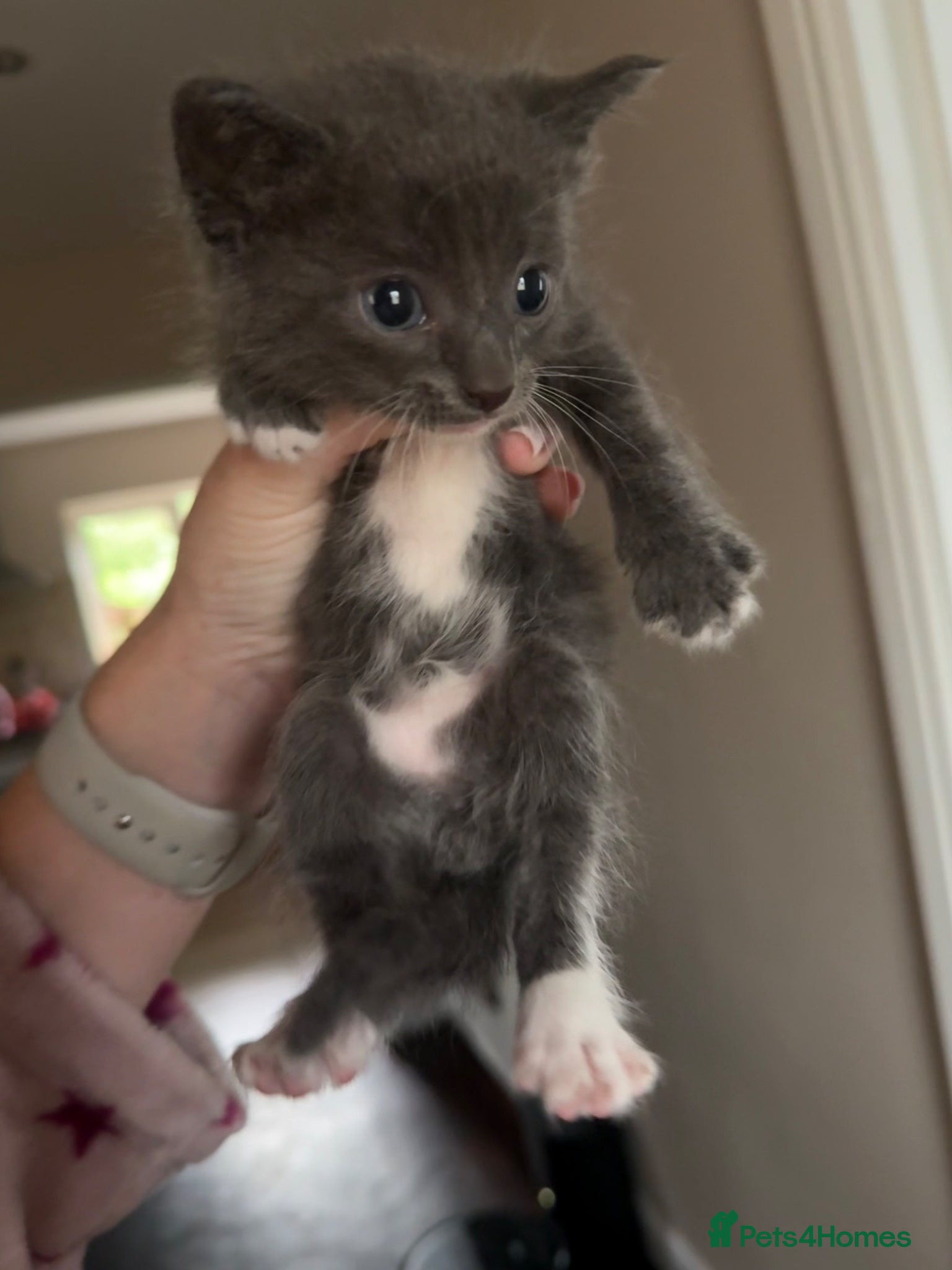 Mixed Breed cats Grey kittens - Mum is Sphynx X British short hair - Advert 14