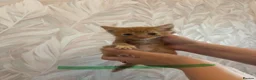 Mixed Breed cats for sale: Cute little kittens  - Advert 7