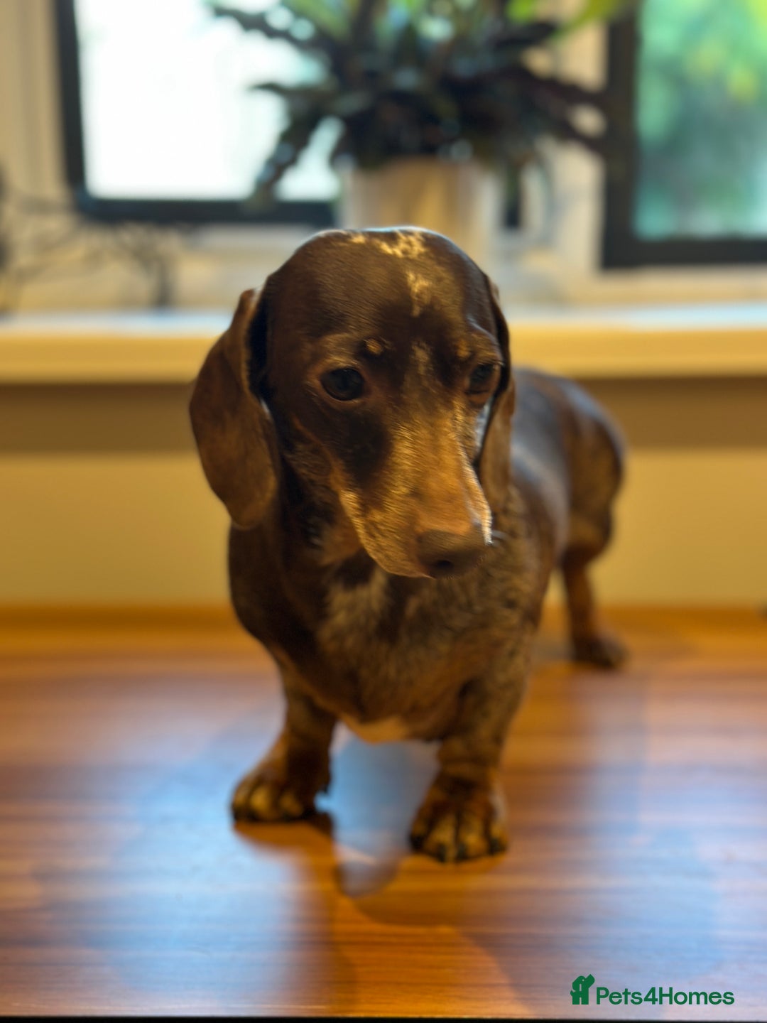 Miniature Dachshund dogs for sale: Adult miniature dachshund  - Advert 4