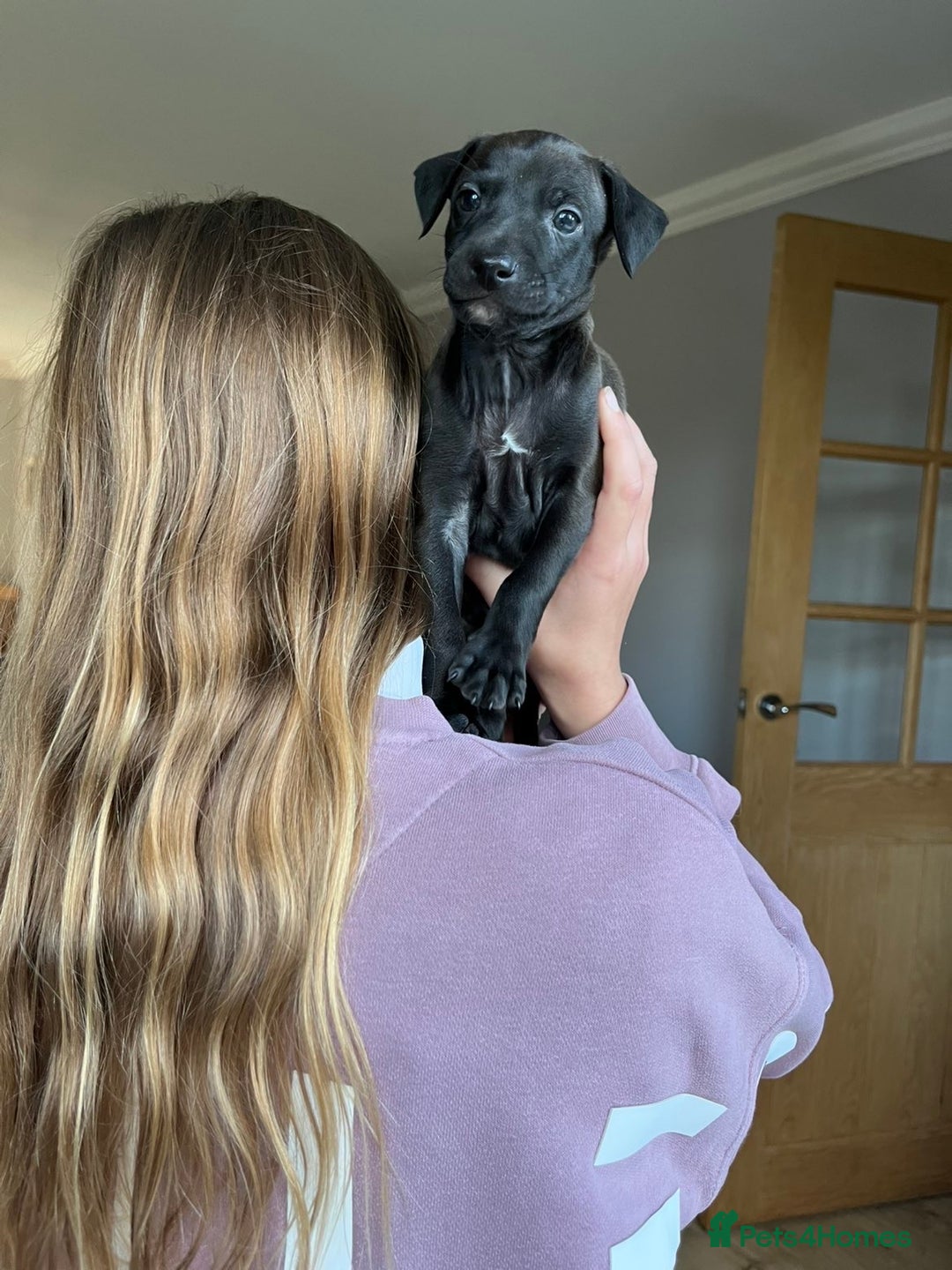 Italian Greyhound dogs for sale: 🐾kc registered Italian greyhound puppies 🐾 - Image 8