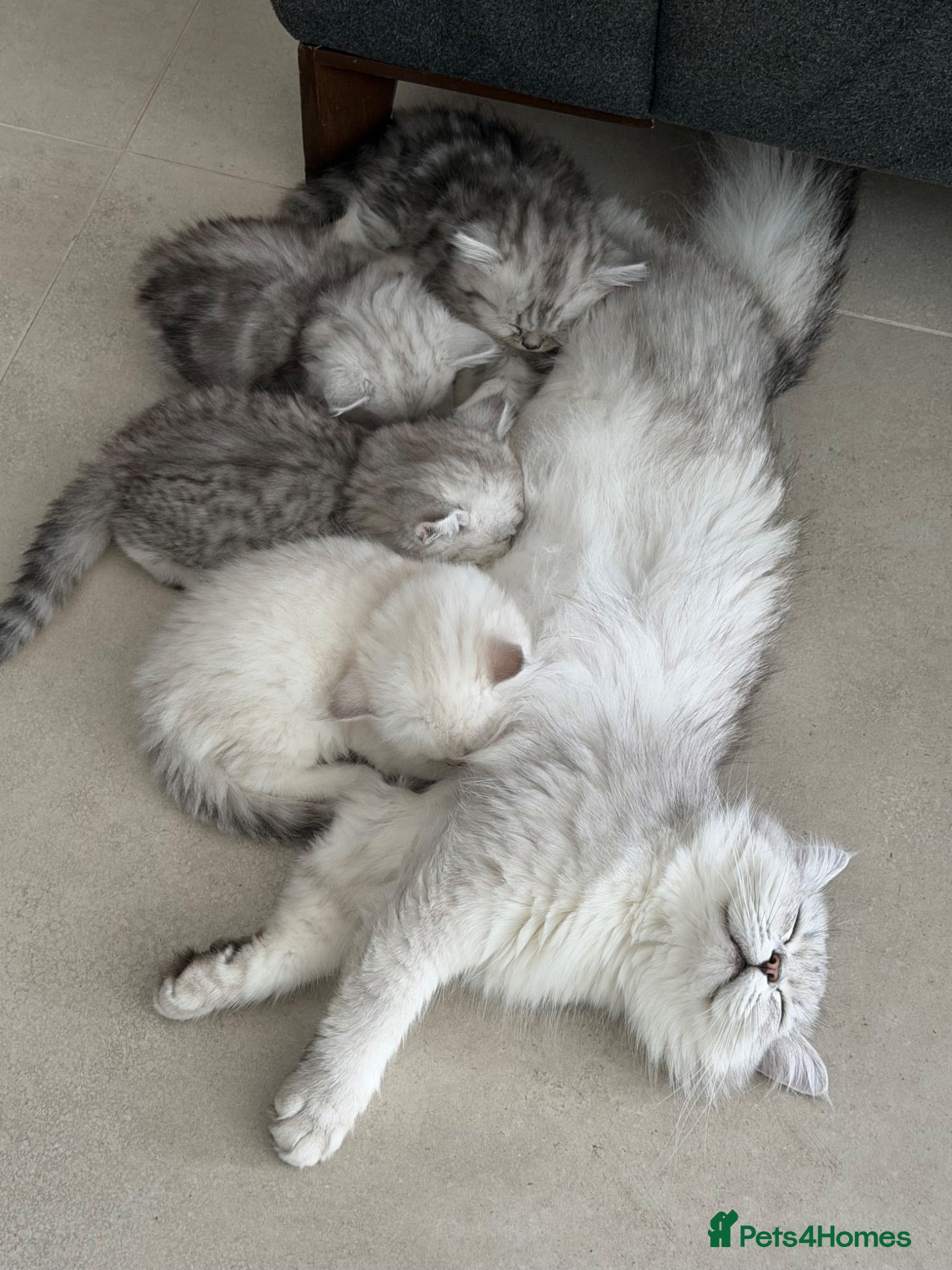 Persian cats Beautiful Persian chinchilla kittens  - Advert 2