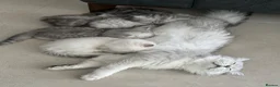 Persian cats for sale: Beautiful Persian chinchilla kittens  - Advert 2
