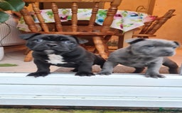 Staffordshire Bull Terrier dogs for stud: Staffordshire Bull Terrier  - Image 10
