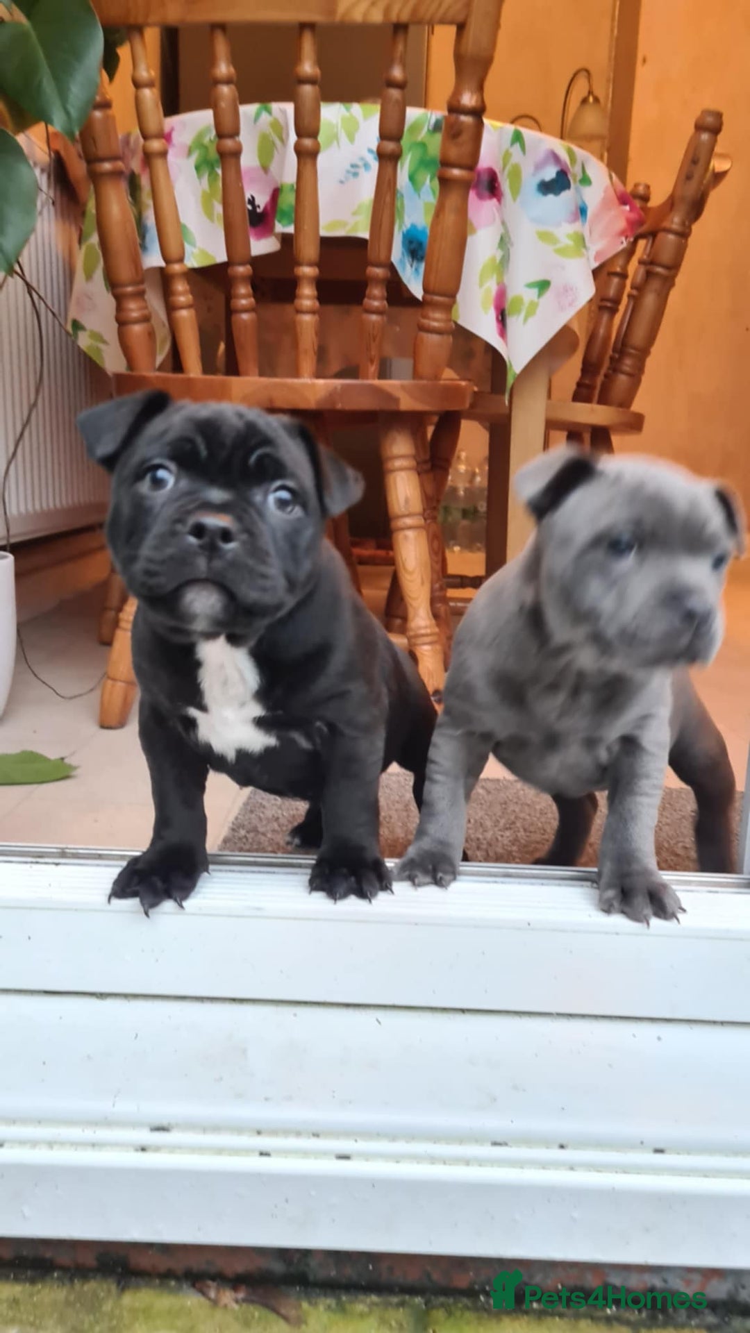 Staffordshire Bull Terrier dogs for stud: Staffordshire Bull Terrier  - Image 10