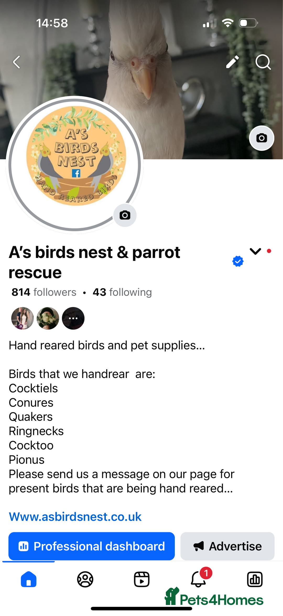 Conures birds for sale: Hand reared conures  - Image 5