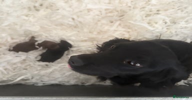 Cocker Spaniel dogs - Advert 3
