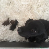 Cocker Spaniel dogs - Advert 14