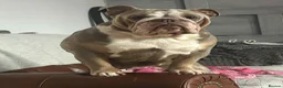 English Bulldog dogs for sale: Amazing English Bulldog Puppies in Coventry - Advert 1