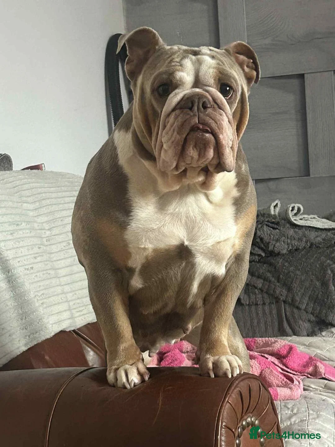 English Bulldog dogs for sale: Amazing English Bulldog Puppies in Coventry - Advert 1