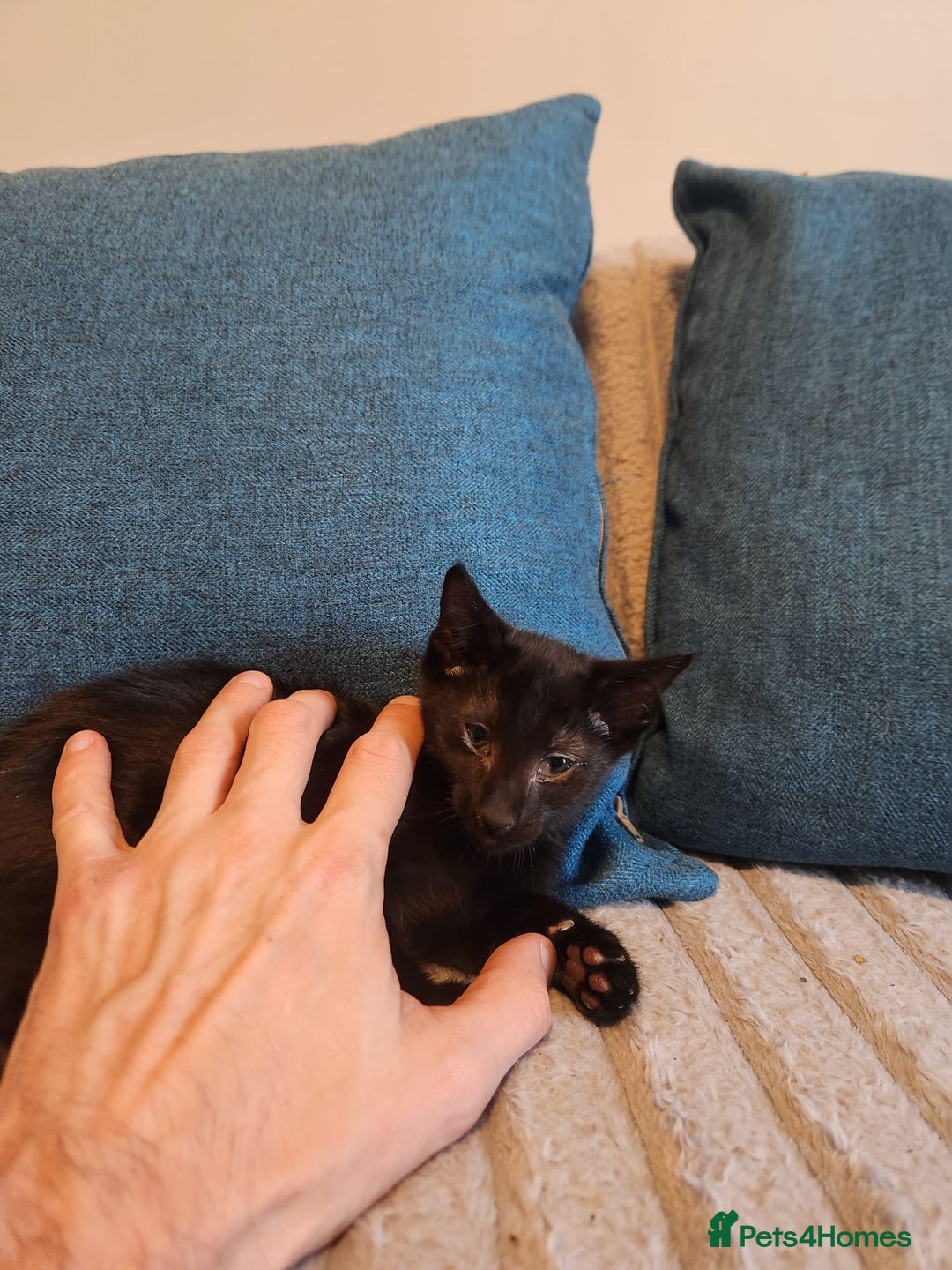 Oriental cats for sale: Oriental Shorthair Kittens - Advert 5