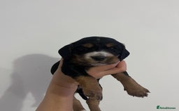Cocker Spaniel dogs for sale: Male Working Cocker Spaniel Puppies for sale - Image 12