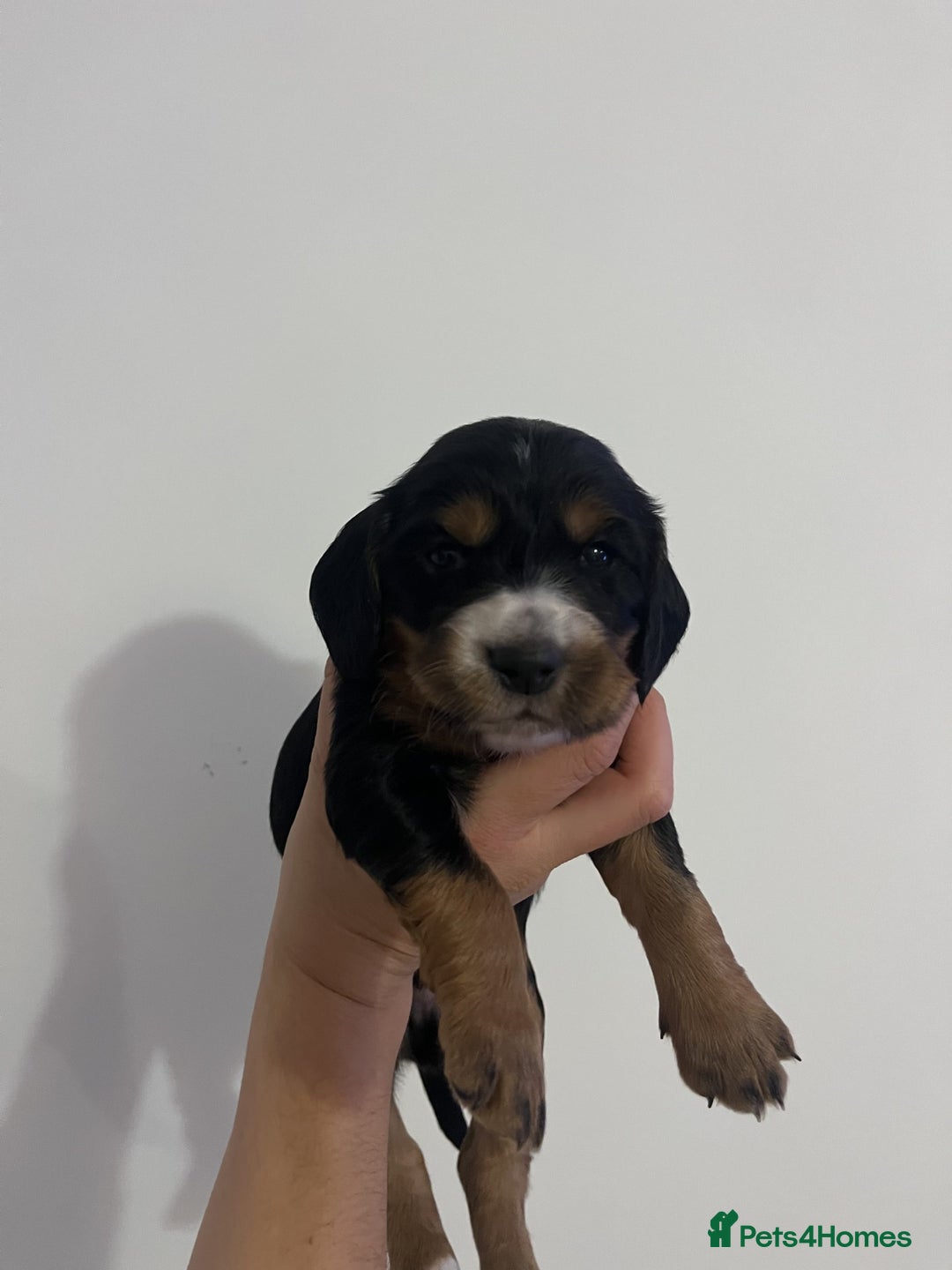 Cocker Spaniel dogs for sale: Male Working Cocker Spaniel Puppies for sale - Image 12