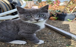 Mixed Breed cats for sale: Grey kittens  - Image 6