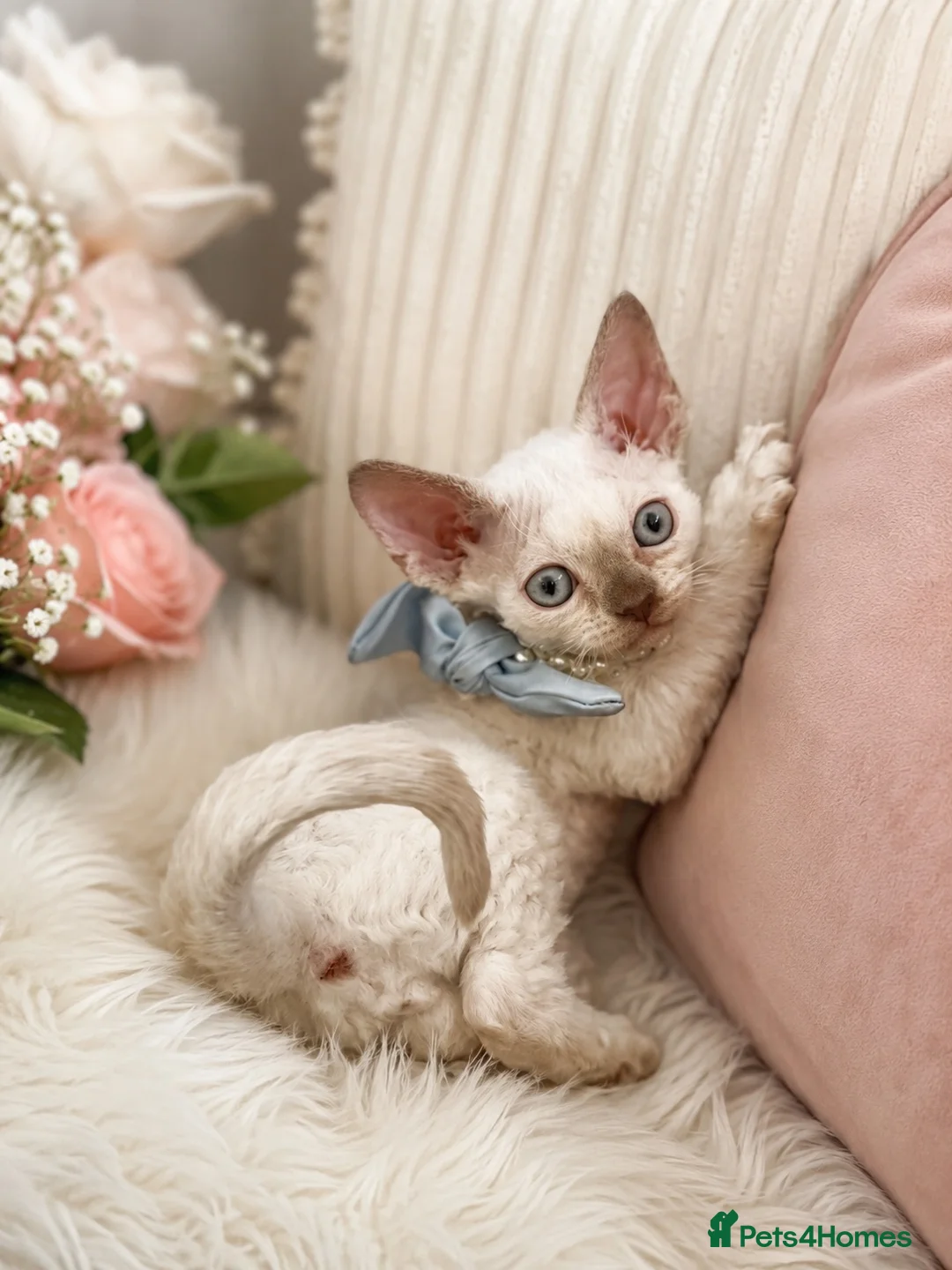 Devon Rex cats for sale: READY NOW 3 stunning Devon Rex Boys Available GCCF - Advert 17