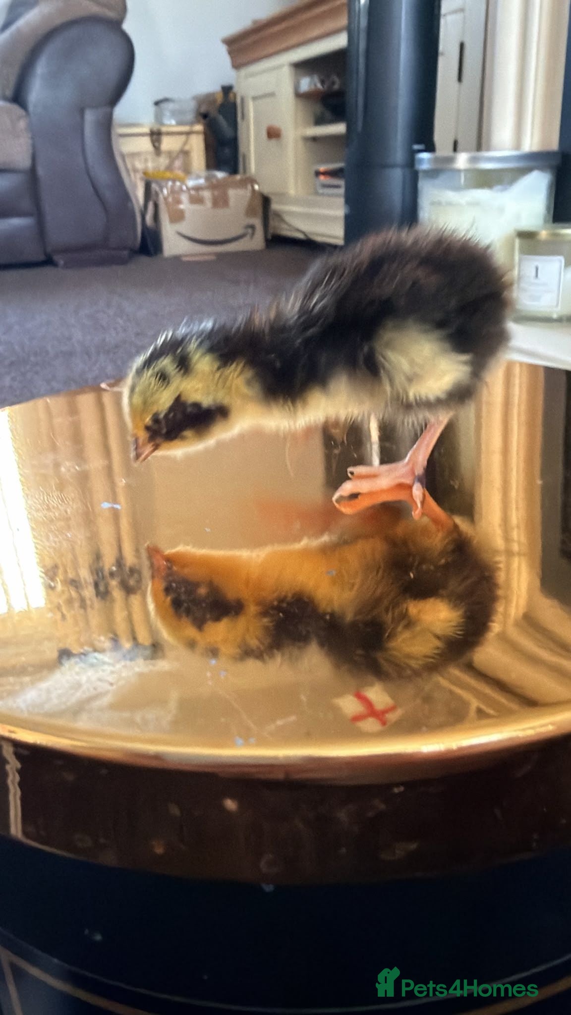Quail poultry Coturnix quail chics - Advert 1