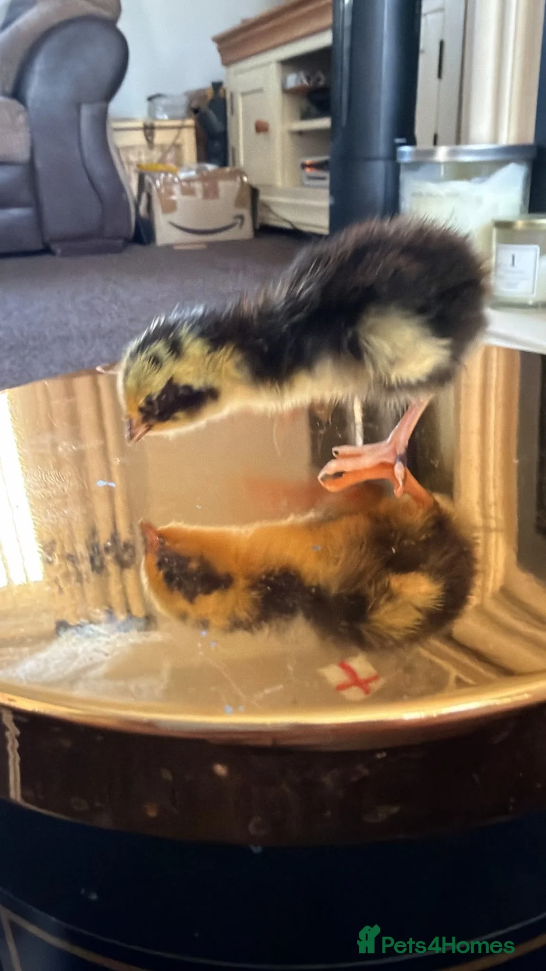 Quail poultry for sale: Coturnix quail chics - Advert 1