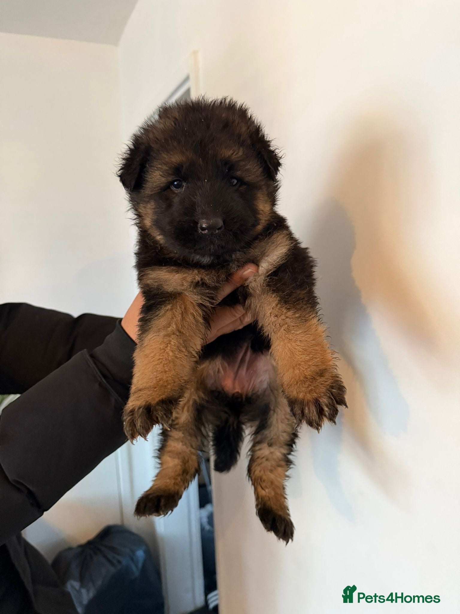 German Shepherd dogs German Shepard puppies  - Advert 2