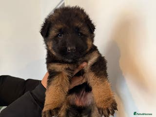 German Shepherd dogs German Shepard puppies - Advert 2