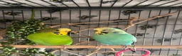 Budgerigars birds for sale: Two budgies, male and female  in Bristol - Advert 1