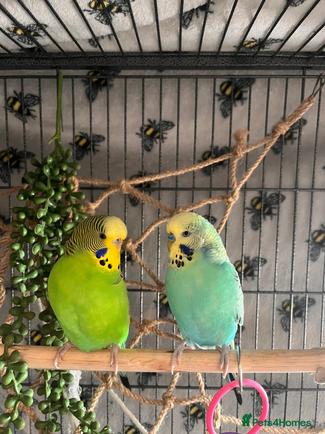Budgerigars birds for sale: Two budgies, male and female  in Bristol - Advert 1