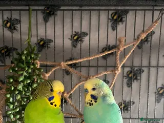 Budgerigars birds Two budgies, male and female - Advert 1