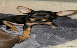 Russian Toy Terrier dogs for sale: For sale KC puppies - Image 13