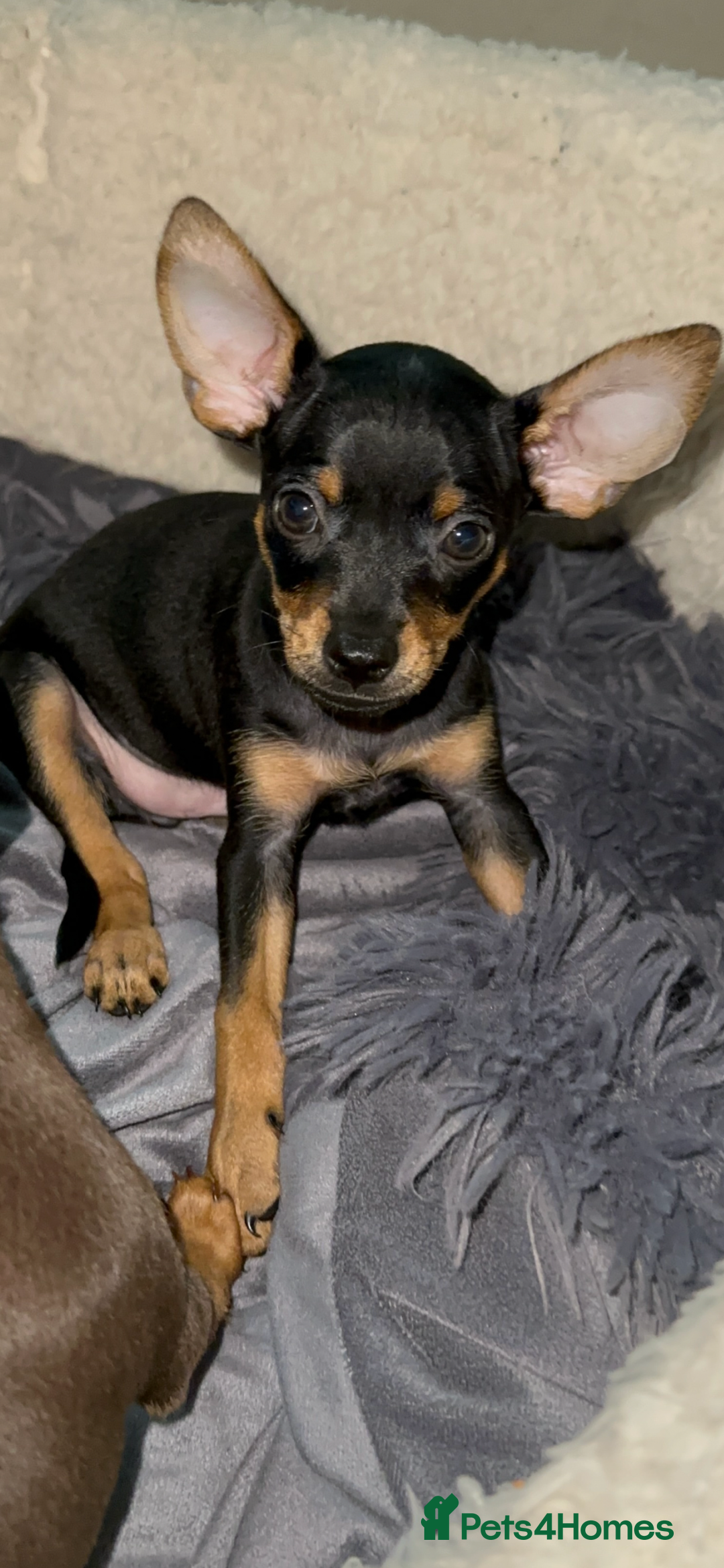 Russian Toy Terrier dogs for sale: For sale KC puppies - Image 13