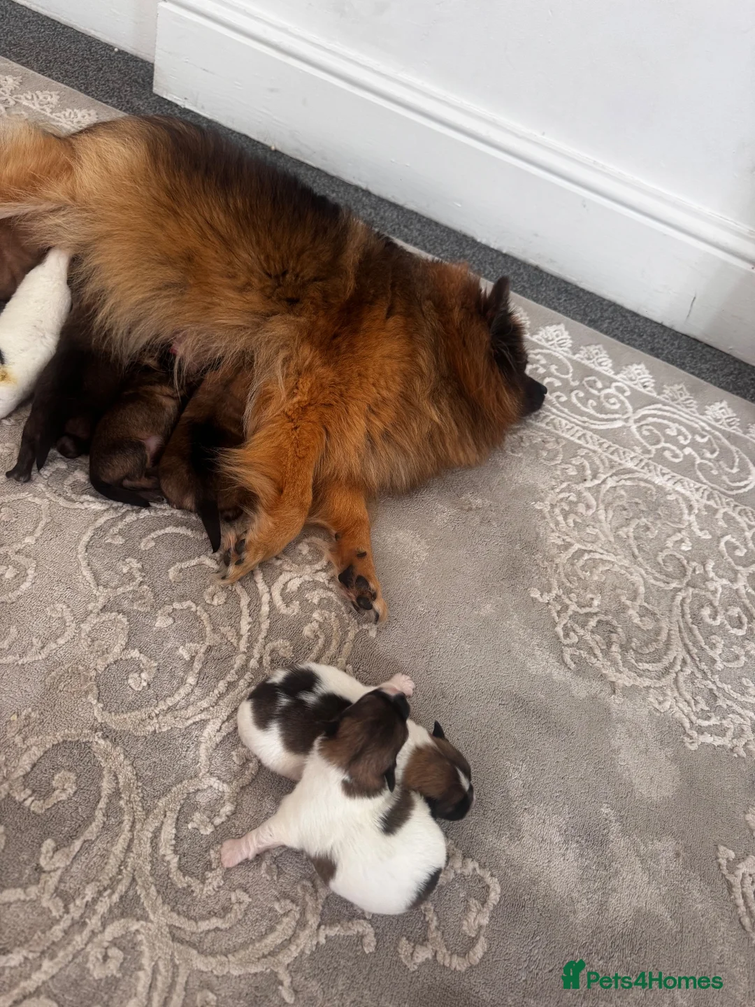 Pomeranian dogs for sale: POMERANIAN PUPPIES – BOYS & GIRLS in Stanford-le-Hope - Advert 27
