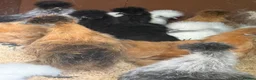 Chickens poultry for sale: Silkie hens mixed colours kings Lynn area  - Advert 1