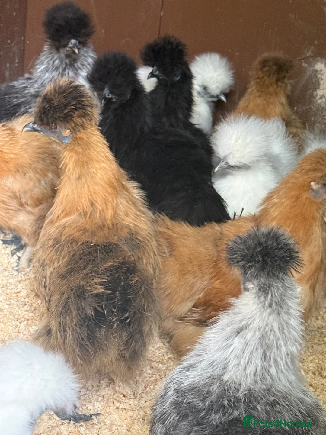 Chickens poultry for sale: Silkie hens mixed colours kings Lynn area  - Advert 1